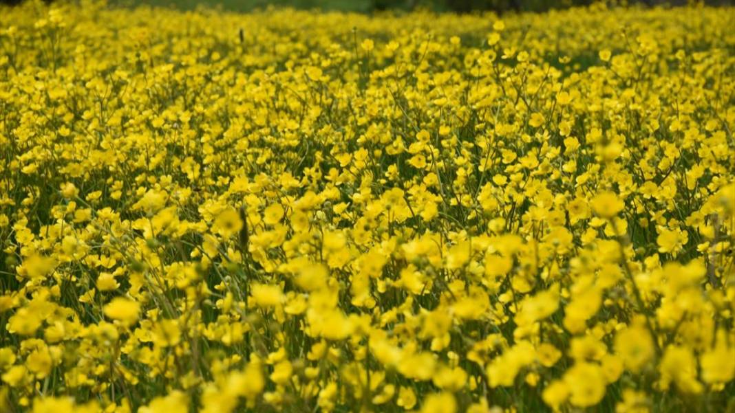 Sarı çiçeklerle tarlalar renklendi 1