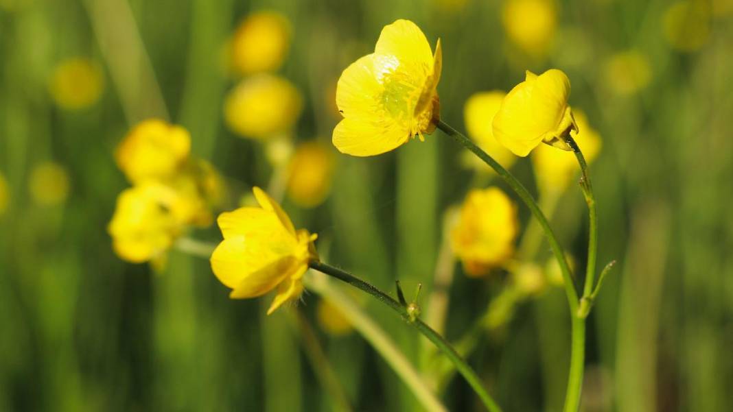 Sarı çiçeklerle tarlalar renklendi 10