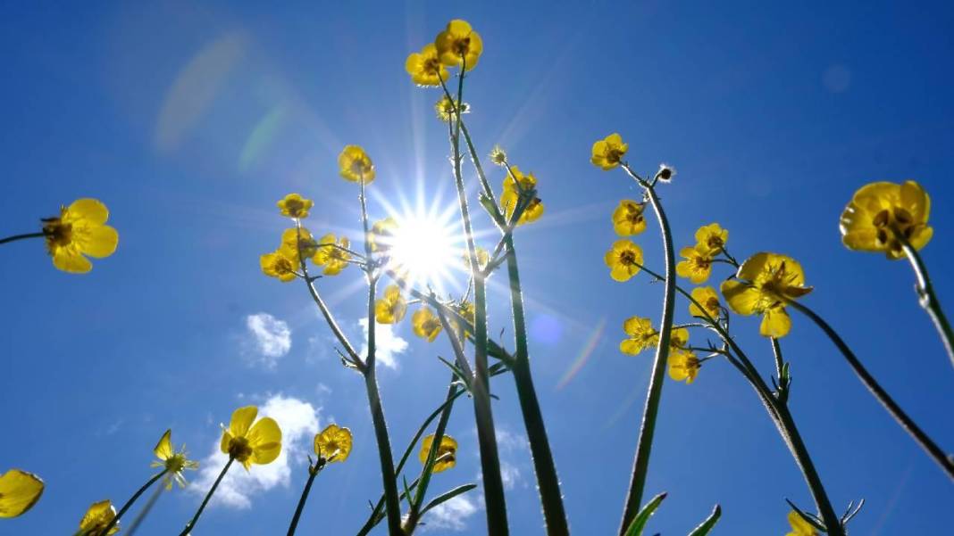 Sarı çiçeklerle tarlalar renklendi 11