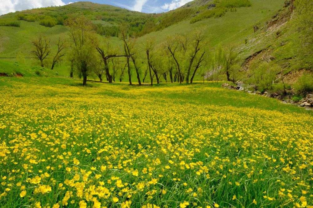 Sarı çiçeklerle tarlalar renklendi 12