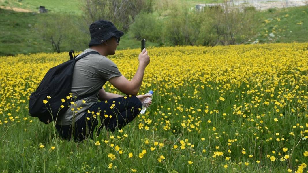Sarı çiçeklerle tarlalar renklendi 2