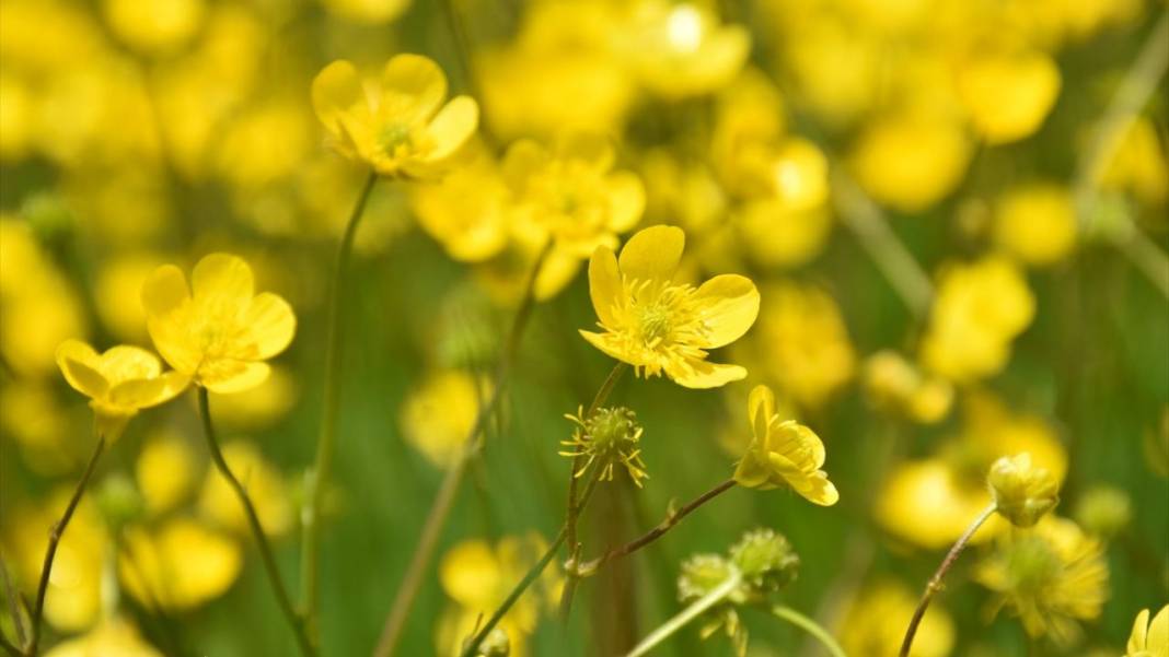 Sarı çiçeklerle tarlalar renklendi 3