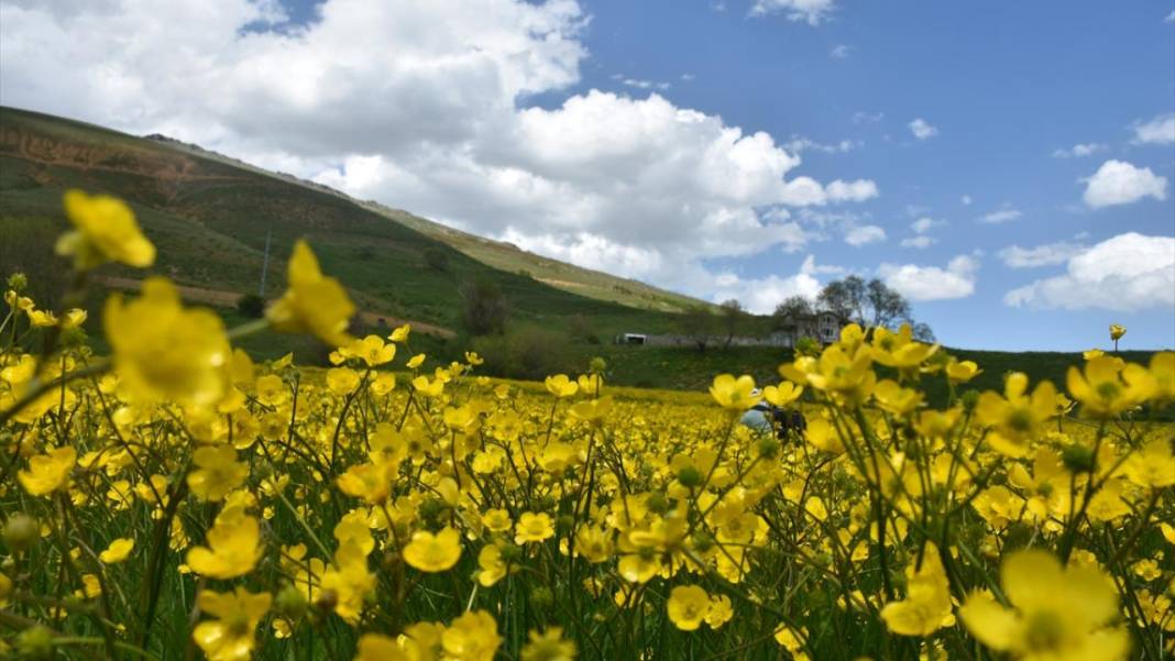 Sarı çiçeklerle tarlalar renklendi 4