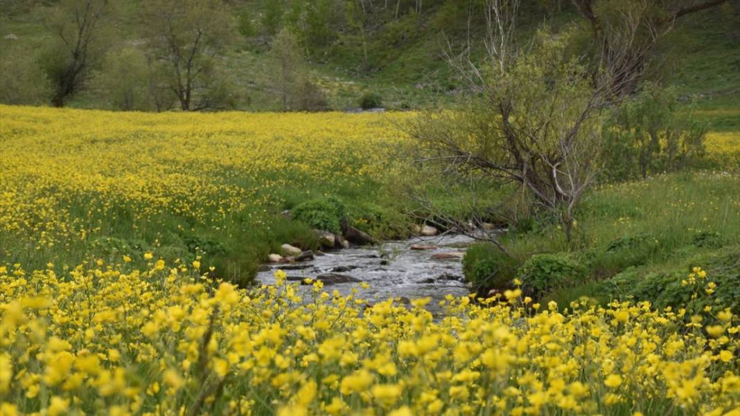 Sarı çiçeklerle tarlalar renklendi 5