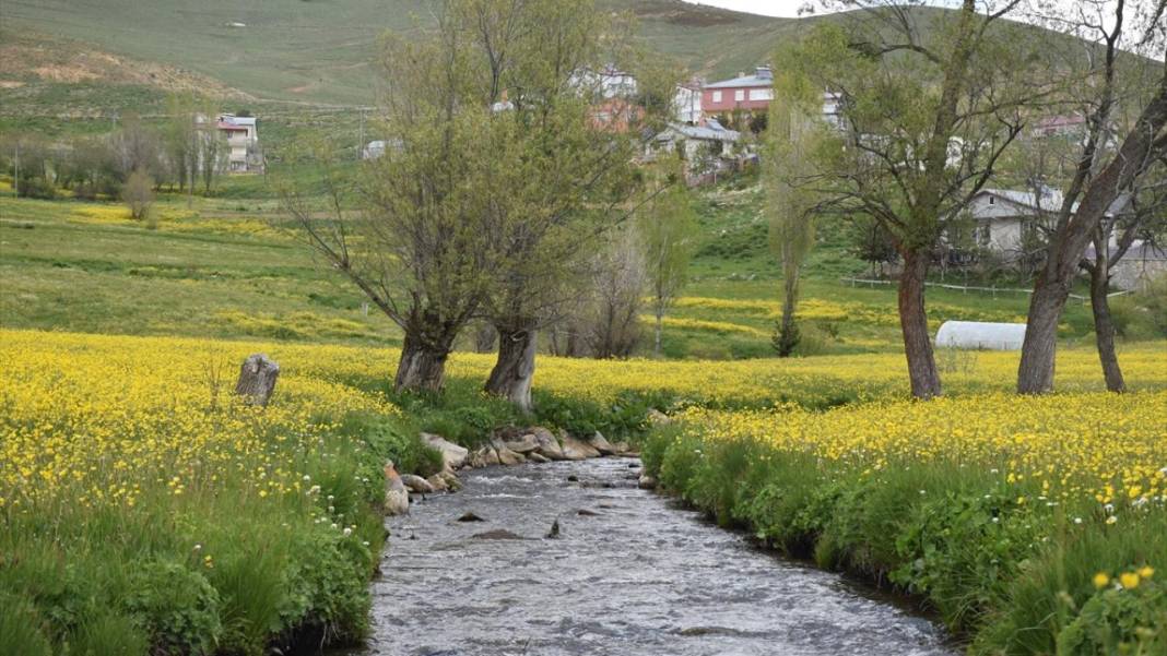 Sarı çiçeklerle tarlalar renklendi 6