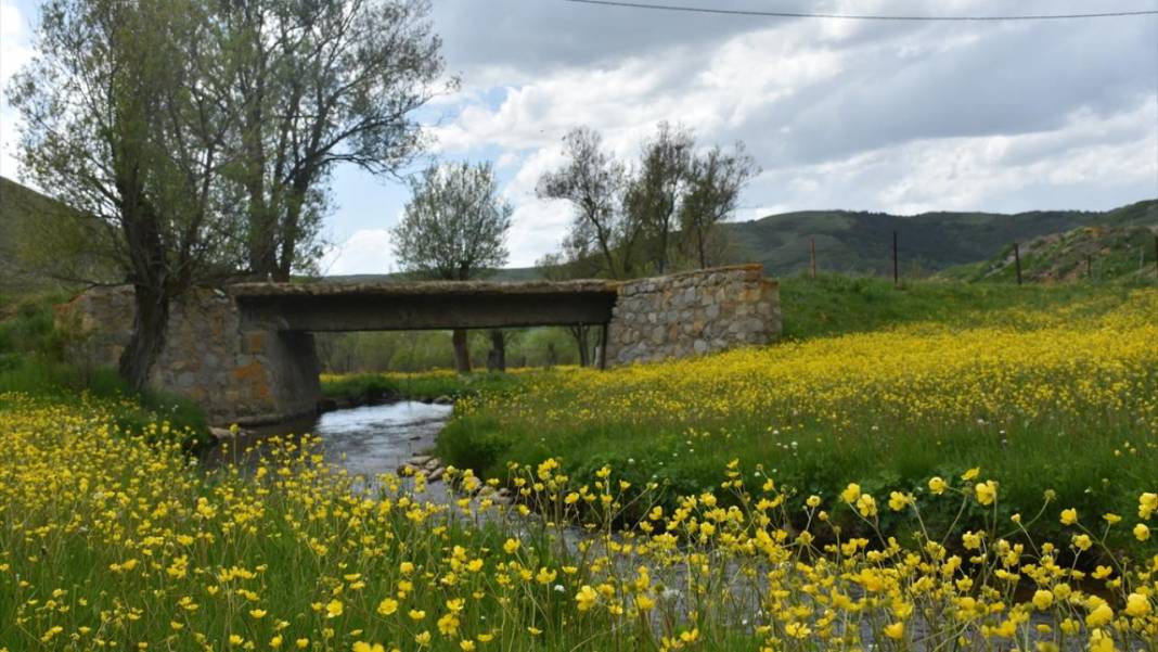 Sarı çiçeklerle tarlalar renklendi 7