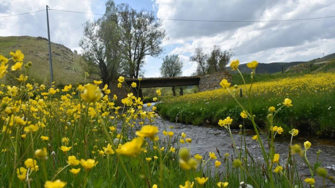 Sarı çiçeklerle tarlalar renklendi 8