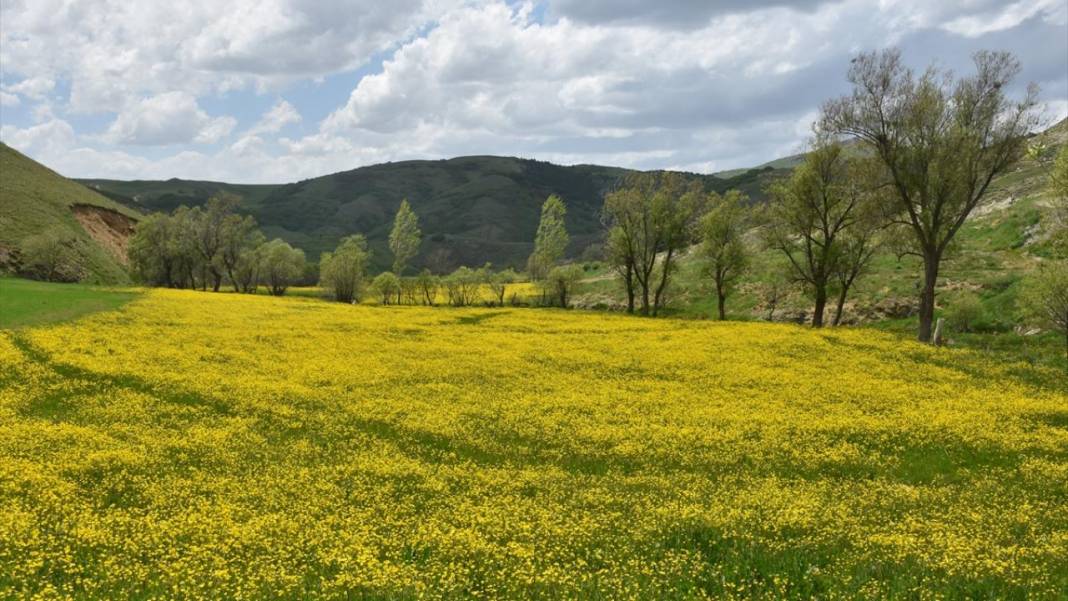 Sarı çiçeklerle tarlalar renklendi 9