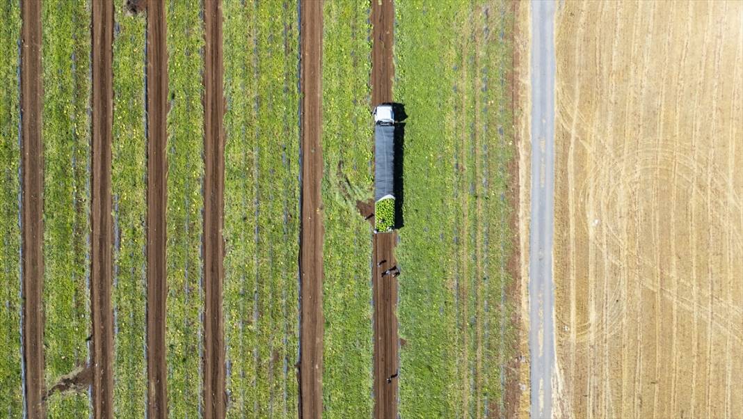 40 dereceyi aşan sıcakta karpuz nimetinin hasadı 1