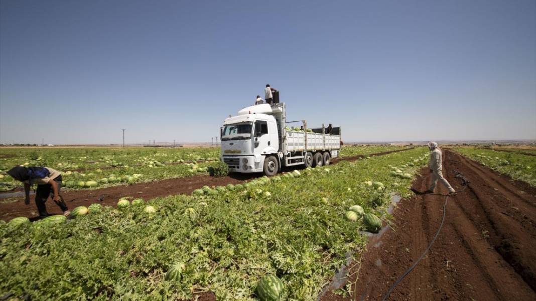 40 dereceyi aşan sıcakta karpuz nimetinin hasadı 10