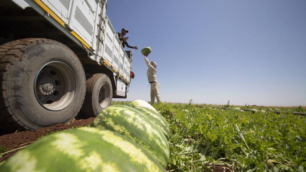 40 dereceyi aşan sıcakta karpuz nimetinin hasadı 11