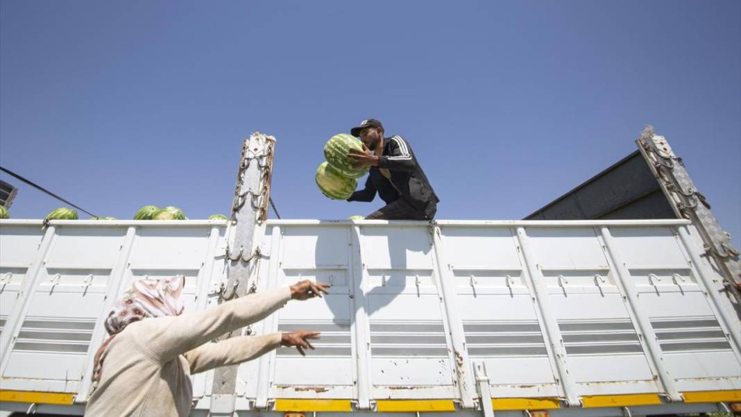40 dereceyi aşan sıcakta karpuz nimetinin hasadı 12