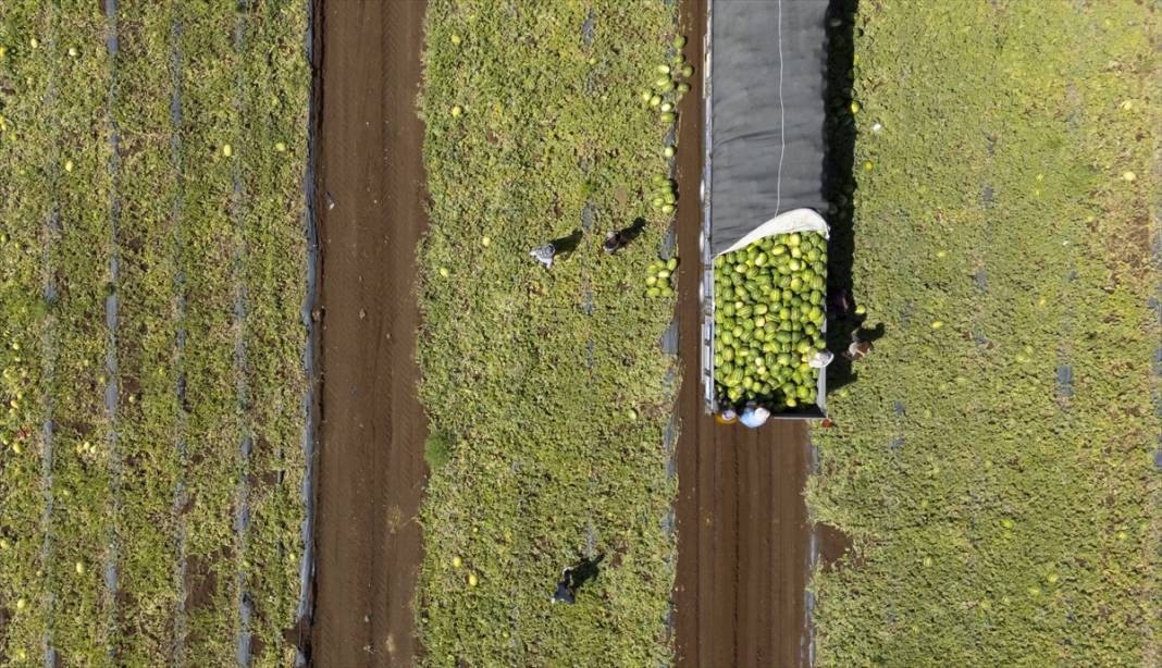 40 dereceyi aşan sıcakta karpuz nimetinin hasadı 13