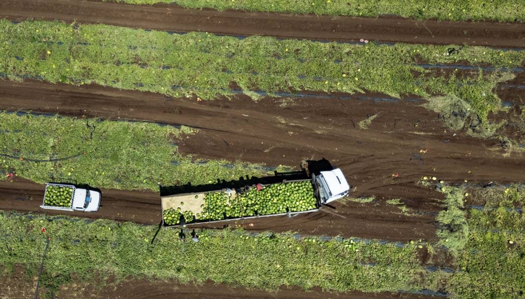 40 dereceyi aşan sıcakta karpuz nimetinin hasadı 14