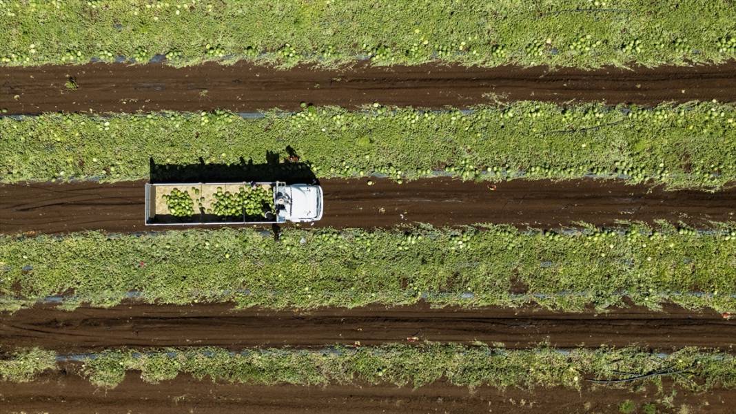 40 dereceyi aşan sıcakta karpuz nimetinin hasadı 15