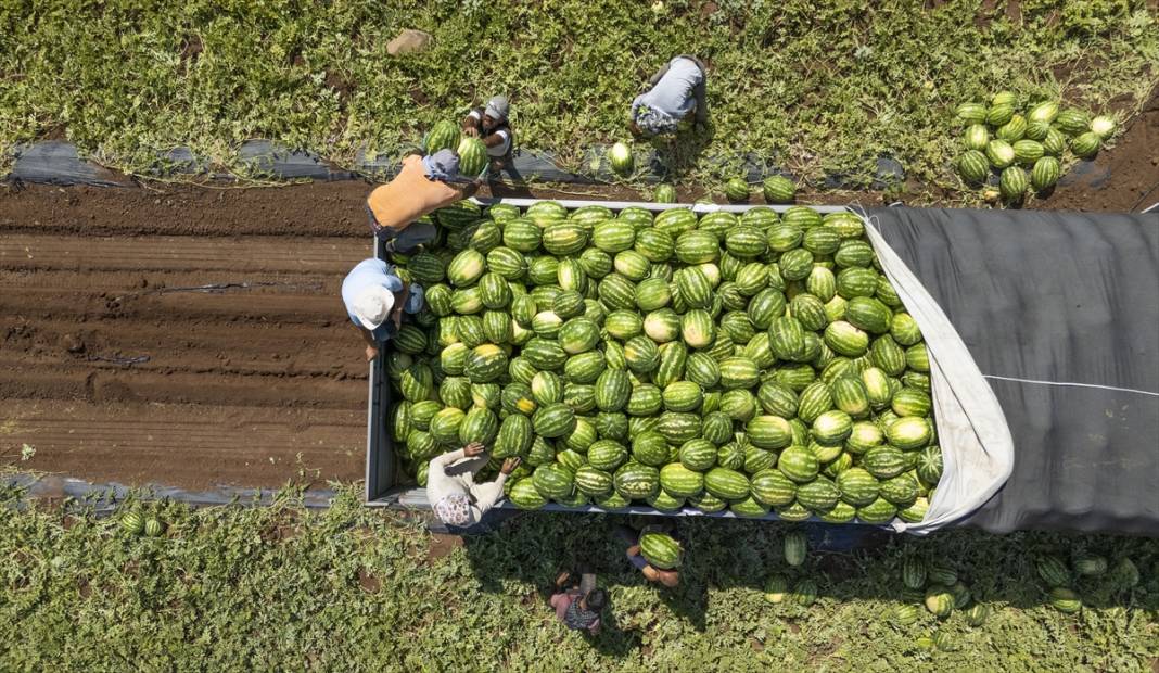 40 dereceyi aşan sıcakta karpuz nimetinin hasadı 2
