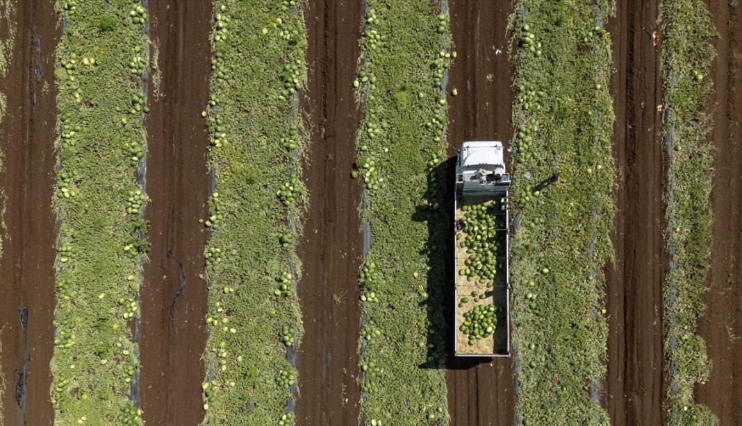 40 dereceyi aşan sıcakta karpuz nimetinin hasadı 3