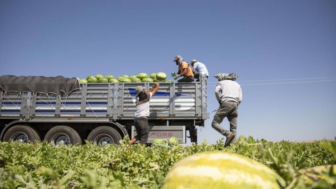 40 dereceyi aşan sıcakta karpuz nimetinin hasadı 4