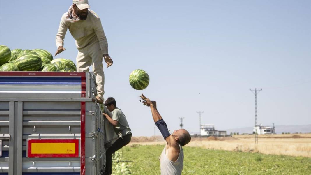 40 dereceyi aşan sıcakta karpuz nimetinin hasadı 5