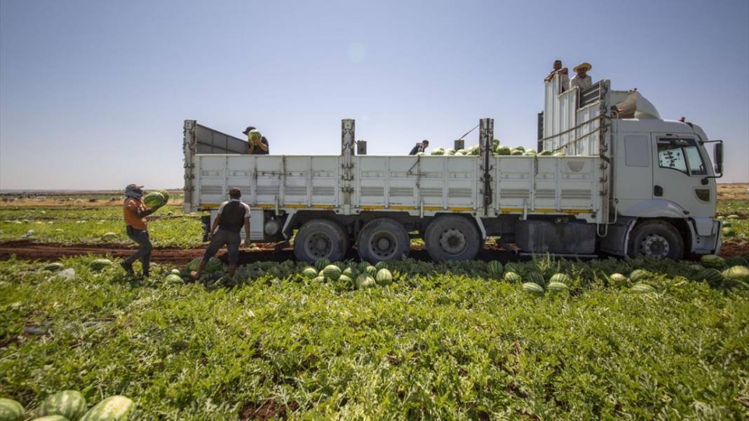 40 dereceyi aşan sıcakta karpuz nimetinin hasadı 6