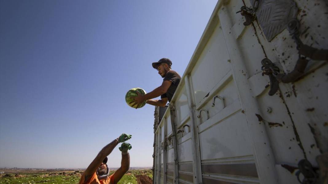 40 dereceyi aşan sıcakta karpuz nimetinin hasadı 7
