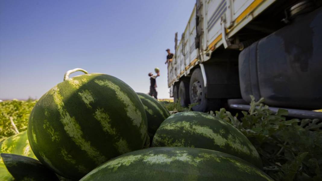 40 dereceyi aşan sıcakta karpuz nimetinin hasadı 8