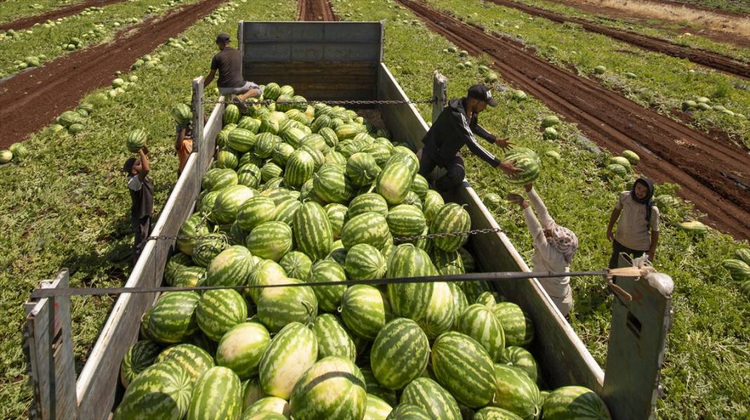 40 dereceyi aşan sıcakta karpuz nimetinin hasadı 9