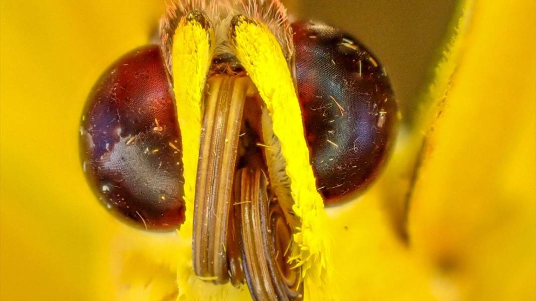 Yaratılış harikası kelebeklerin makro objektifle görünüşü 2
