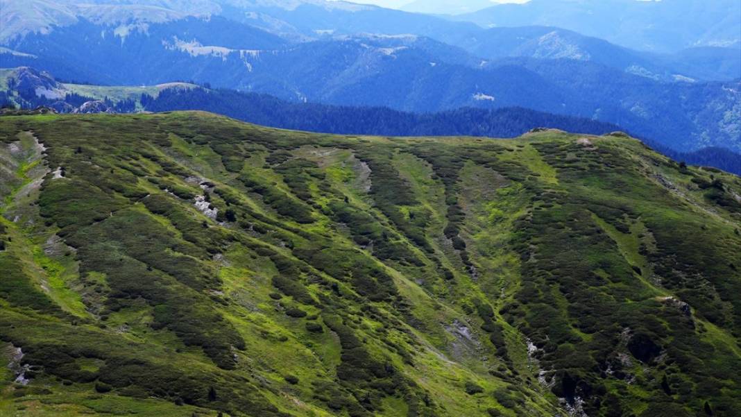 Ilgaz Dağı'nın zirvesinde bahar yeni yaşanıyor 1