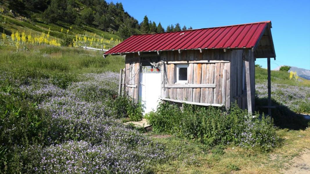Ilgaz Dağı'nın zirvesinde bahar yeni yaşanıyor 10