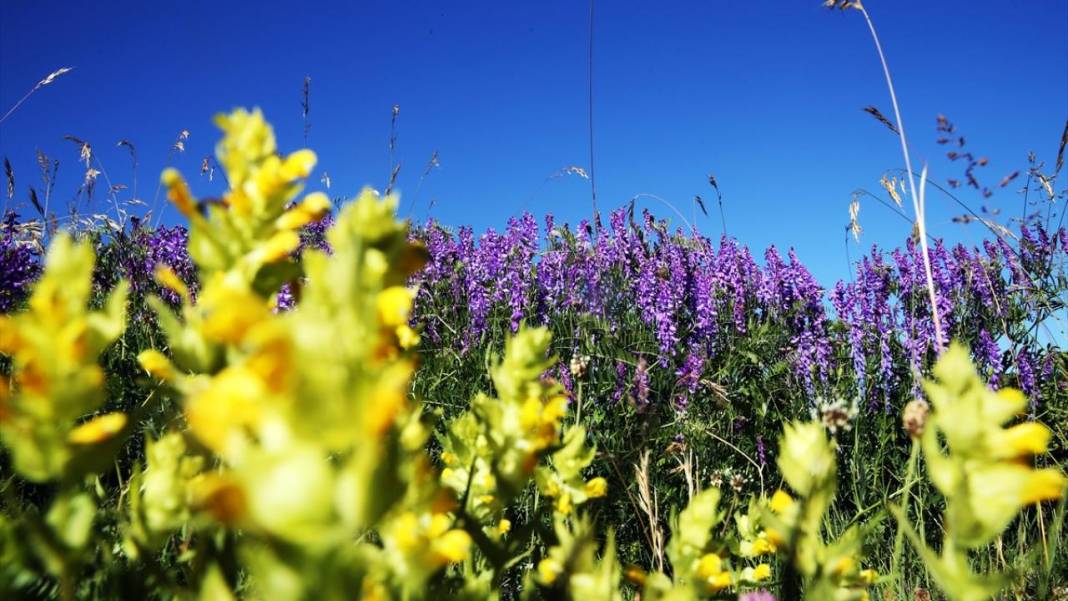 Ilgaz Dağı'nın zirvesinde bahar yeni yaşanıyor 11
