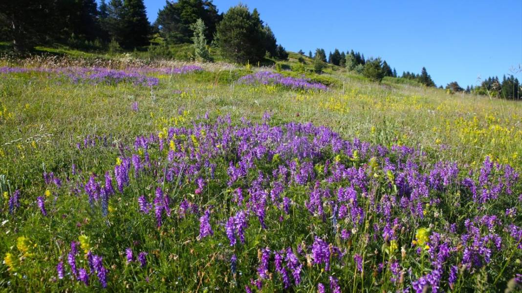 Ilgaz Dağı'nın zirvesinde bahar yeni yaşanıyor 12
