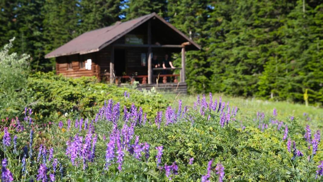 Ilgaz Dağı'nın zirvesinde bahar yeni yaşanıyor 13