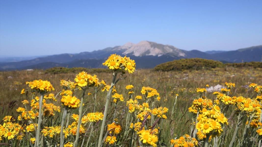Ilgaz Dağı'nın zirvesinde bahar yeni yaşanıyor 2