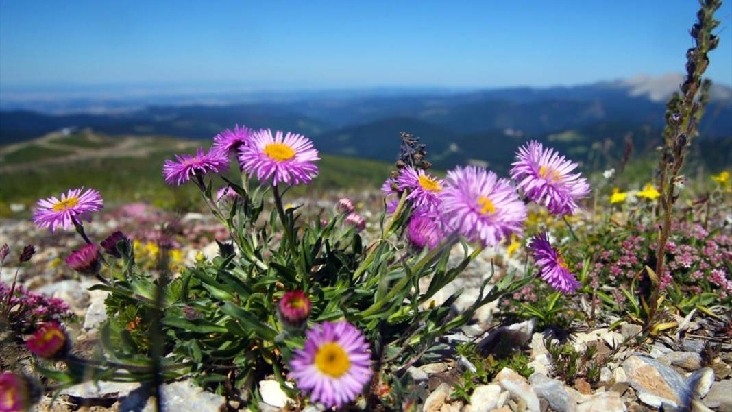 Ilgaz Dağı'nın zirvesinde bahar yeni yaşanıyor 3