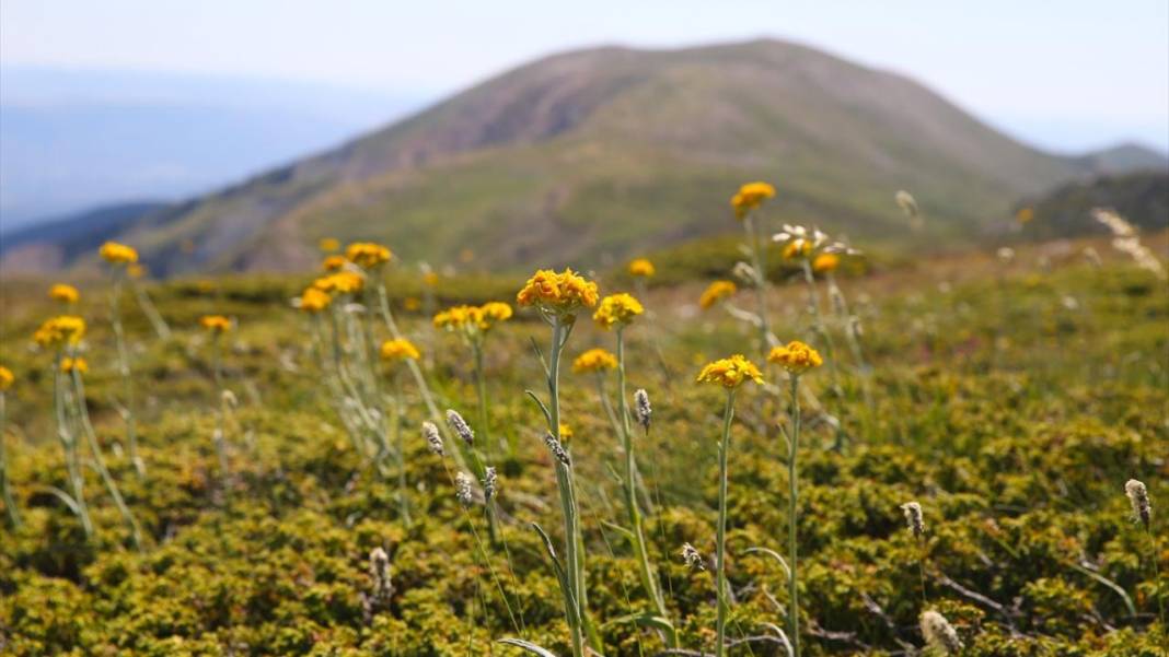 Ilgaz Dağı'nın zirvesinde bahar yeni yaşanıyor 4