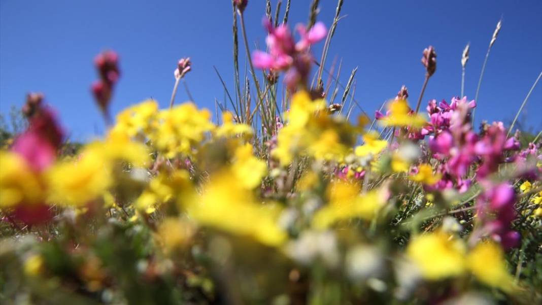 Ilgaz Dağı'nın zirvesinde bahar yeni yaşanıyor 5