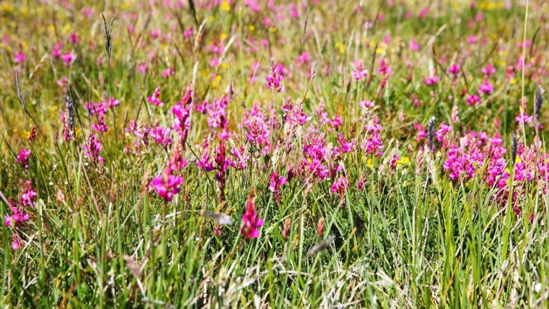 Ilgaz Dağı'nın zirvesinde bahar yeni yaşanıyor 6