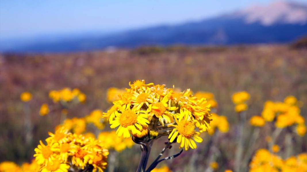 Ilgaz Dağı'nın zirvesinde bahar yeni yaşanıyor 7