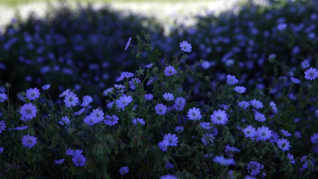 Ilgaz Dağı'nın zirvesinde bahar yeni yaşanıyor 9