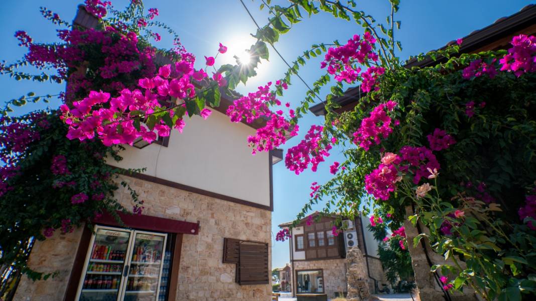 Begonvil çiçekleri sokakları süslüyor 1