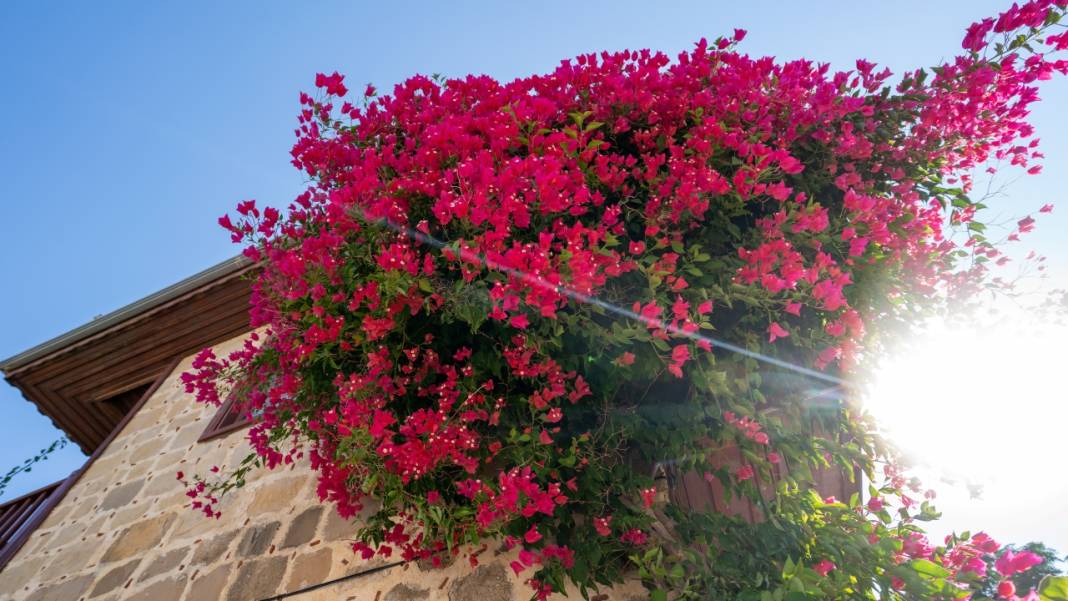 Begonvil çiçekleri sokakları süslüyor 10