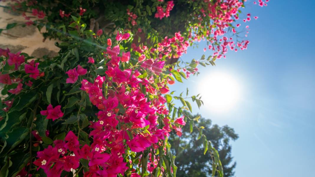 Begonvil çiçekleri sokakları süslüyor 11