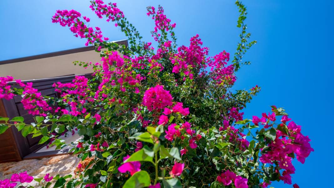 Begonvil çiçekleri sokakları süslüyor 4