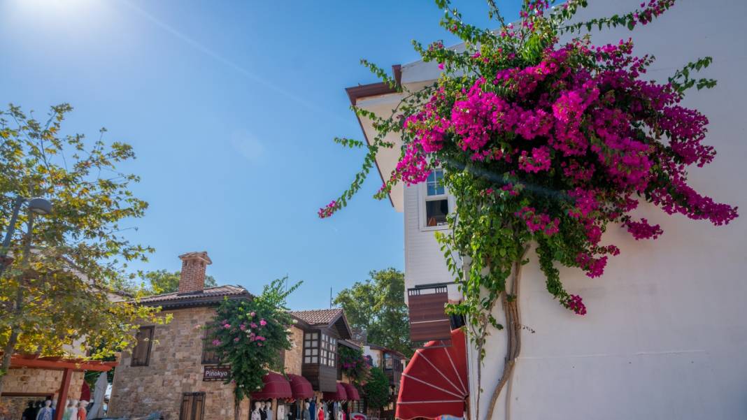 Begonvil çiçekleri sokakları süslüyor 5