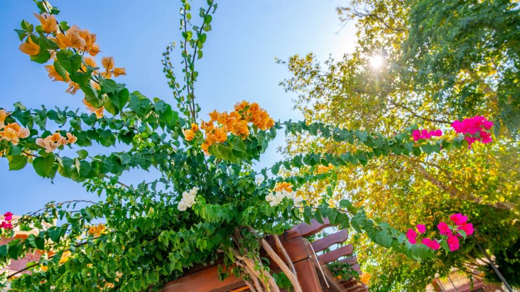 Begonvil çiçekleri sokakları süslüyor 6