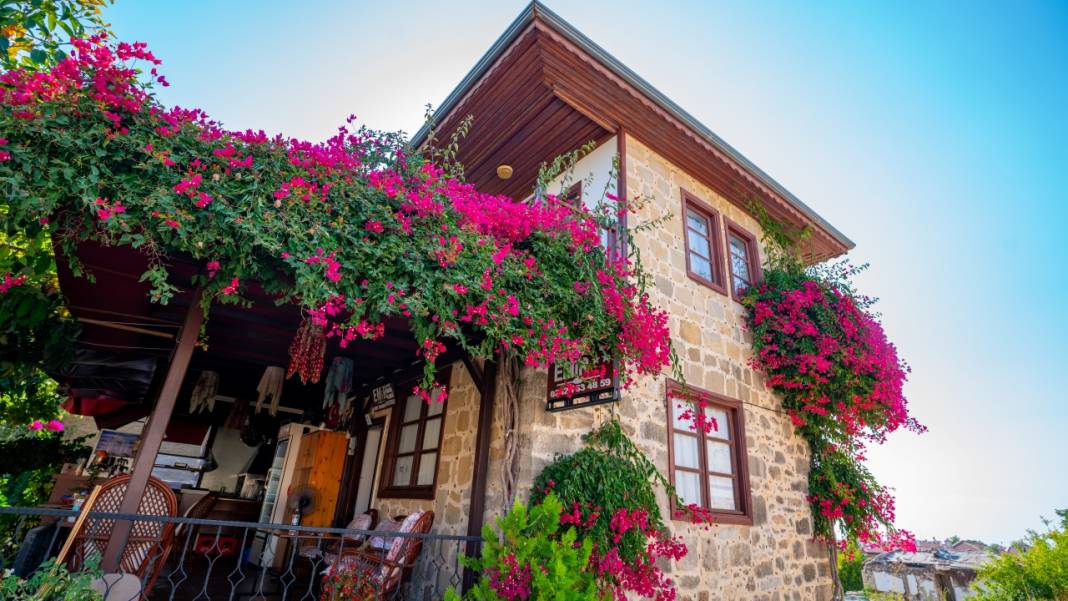 Begonvil çiçekleri sokakları süslüyor 8