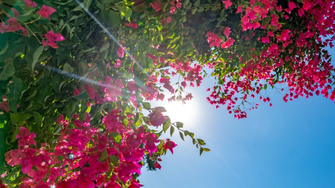 Begonvil çiçekleri sokakları süslüyor 9