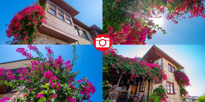 Begonvil çiçekleri sokakları süslüyor