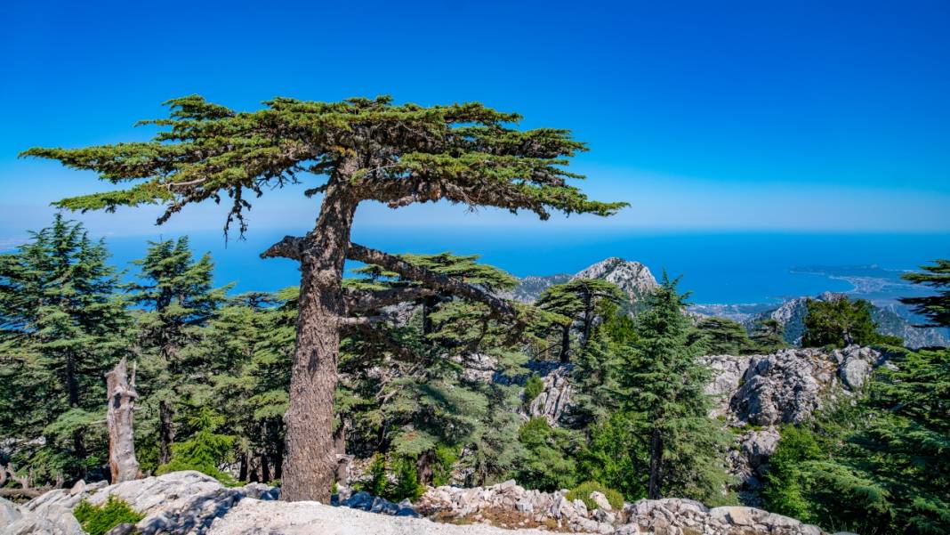 Muhteşem manzarasıyla Sarıçınar 1